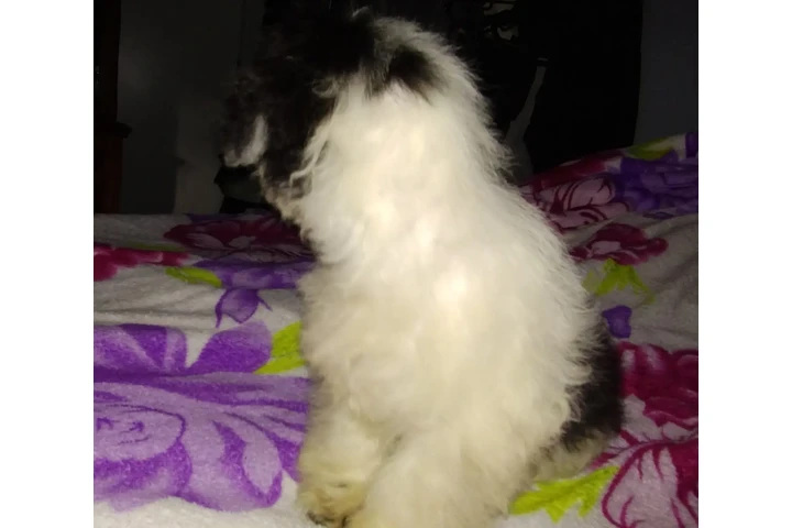 $120 : PERRITA MIXTA image 6