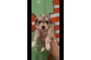 $350 : Puppies baby thumbnail