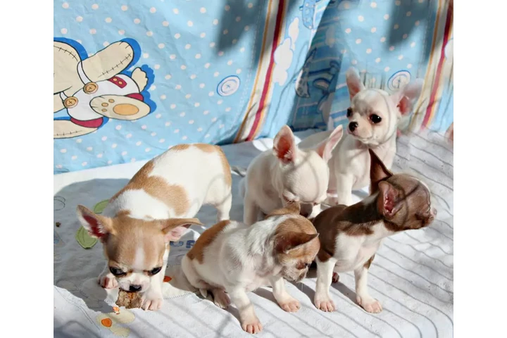 $400 : Cachorros chihuahua en adopció image 3