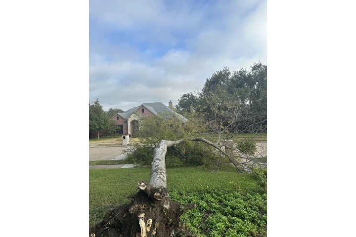 Tree service image 6