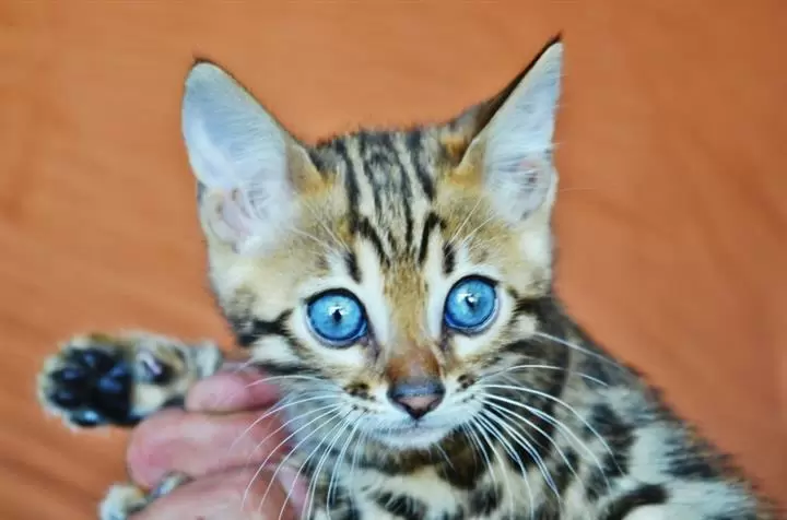 $100 : 10wks Purebred Bengal Kittens❤ image 1