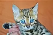 10wks Purebred Bengal Kittens❤ en Los Angeles