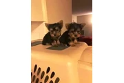 $400 : Cachorros de Yorkshire Terrier thumbnail