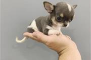 $300 : Chihuahua puppy thumbnail