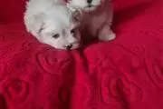 $450 : FOREVER LOVING MALTESE PUPPIES thumbnail