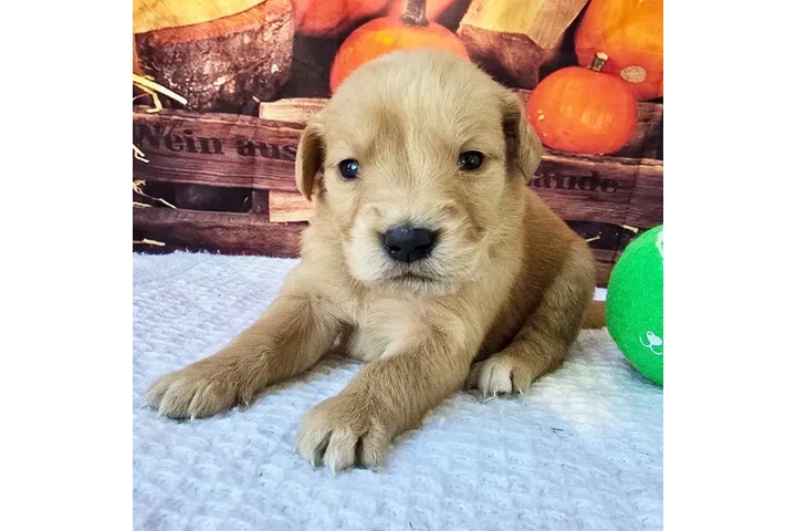 $350 : Golden Retriever image 7
