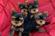 yorkshire terrier miniatura en Boston