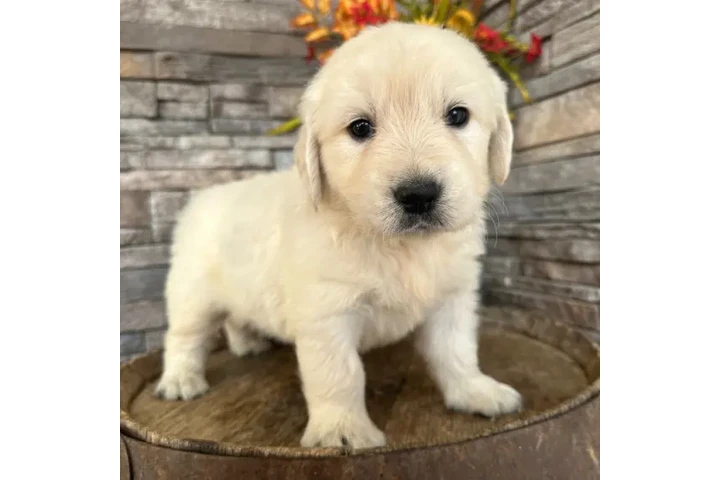 $350 : Golden Retrievers image 4