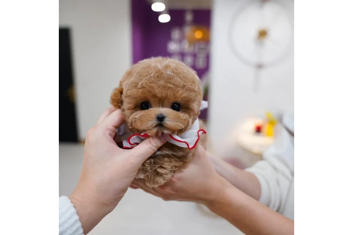 $350 : maltipoo image 3