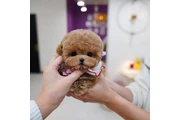 $350 : maltipoo thumbnail