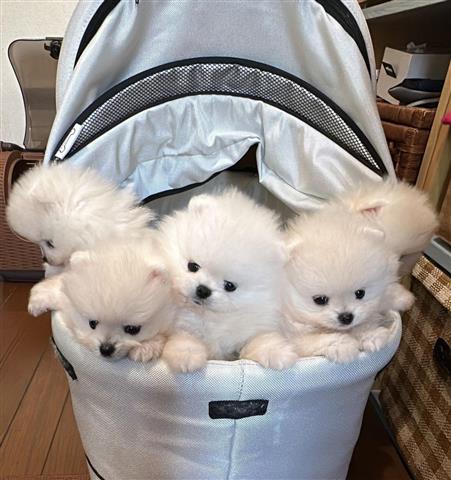 $420 : HD Teacup pomeranian image 1