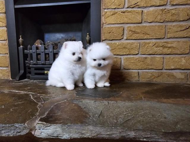 $400 : Quality Teacup Pomeranian image 1