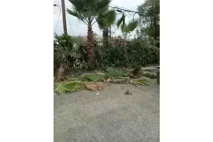 CANALEZ GARDENING SERVICES image 3