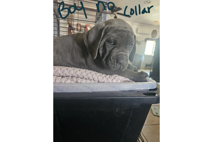 $600 : Cane corso image 5
