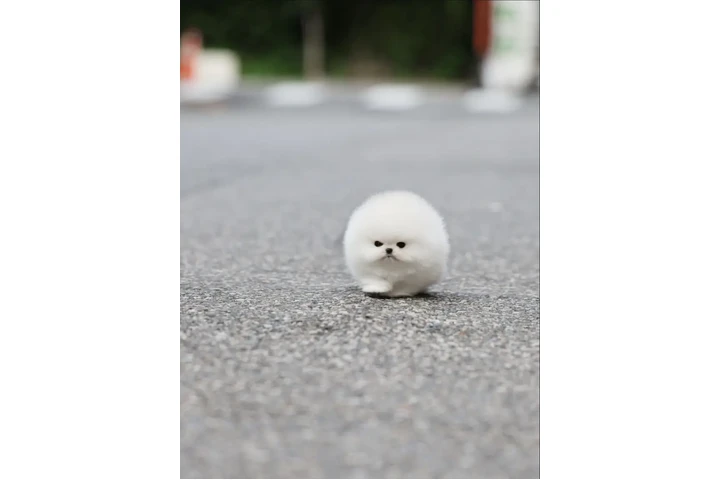 $350 : taza de té pomerania image 2