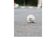 $350 : taza de té pomerania thumbnail