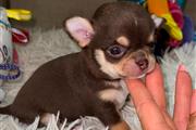 $250 : Cachorro Chihuahua thumbnail