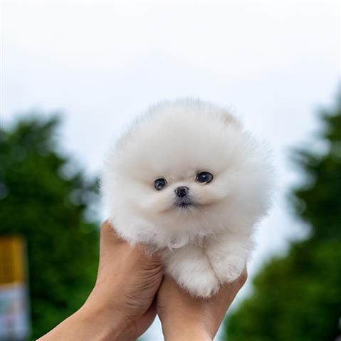 $300 : Teacup Pomeranian puppies image 1