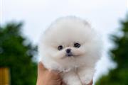 $300 : Teacup Pomeranian puppies thumbnail