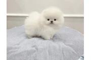 Teacup Pomeranian Pup's Ready en Charlotte