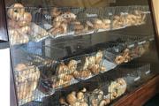 Bueller's Bagels thumbnail 3