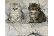 Preciosos gatitos Persian