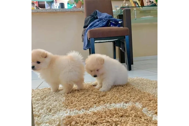 $350 : Pomerania taza de té image 2