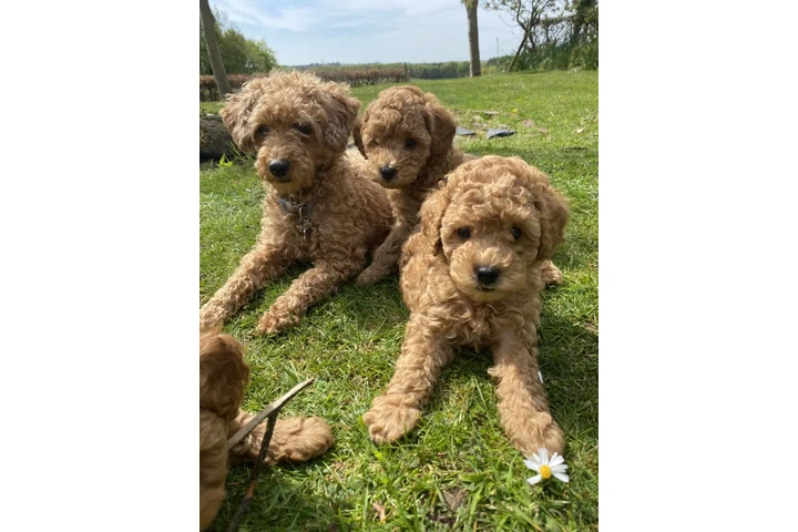 $450 : Real Poodle puppies for sale image 1