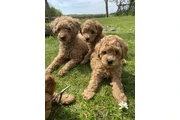 Real Poodle puppies for sale en Tampa
