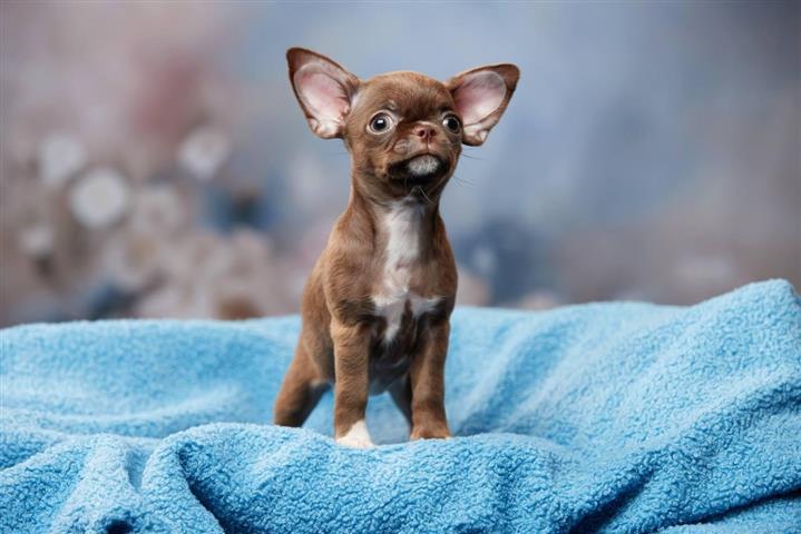 $220 : Male And Female Chihuahua Pupp image 5