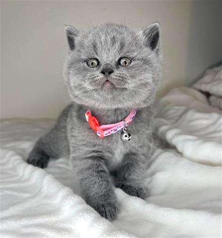 $280 : British Shorthair Kittens image 1