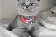 $280 : British Shorthair Kittens thumbnail