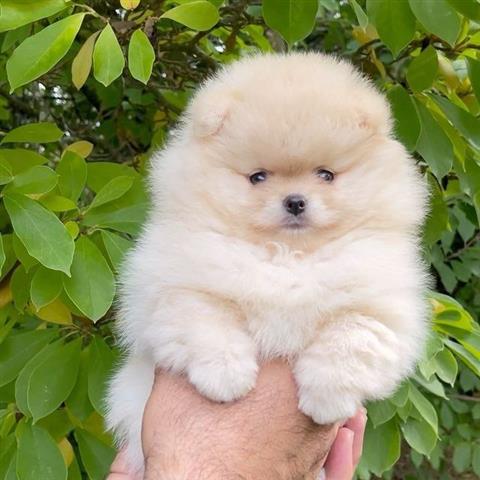 $400 : Pomeranian puppies image 5