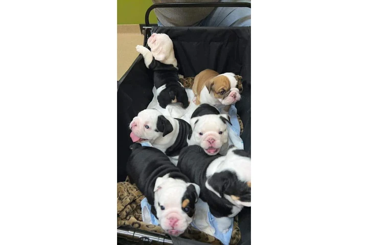 $350 : cachorros de bulldog inglés image 2
