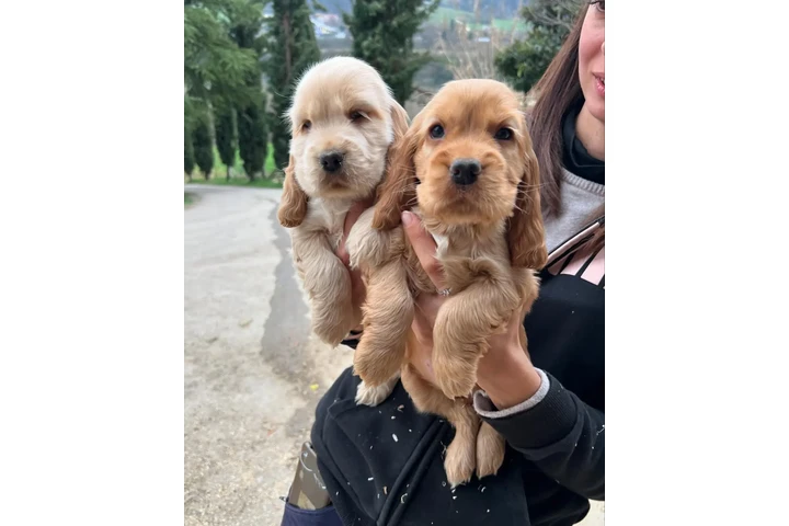 $500 : Lindos Cachorros Cocker Spanie image 1