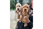 Lindos Cachorros Cocker Spanie en Los Angeles