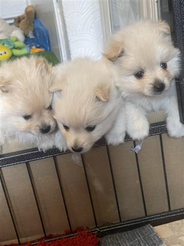 $400 : Pomi  Puppies For Sale image 1