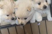 Pomi  Puppies For Sale en Cleveland