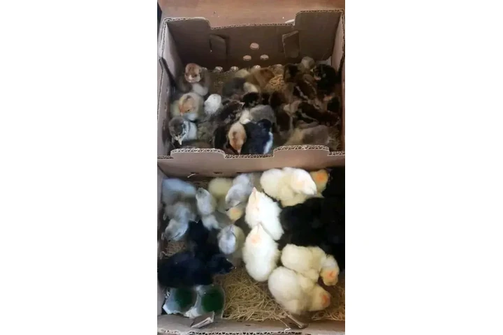 $250 : Fowls For Sale image 5