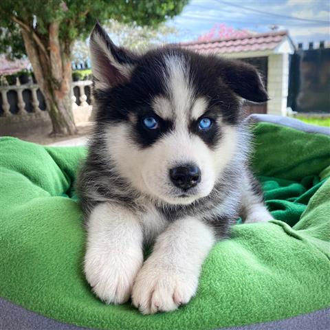 $350 : Cachorro Husky Siberiano image 1