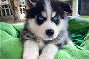 $350 : Cachorro Husky Siberiano thumbnail