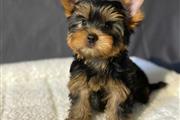 Adorable Yorkshire terrier pup en Tampa