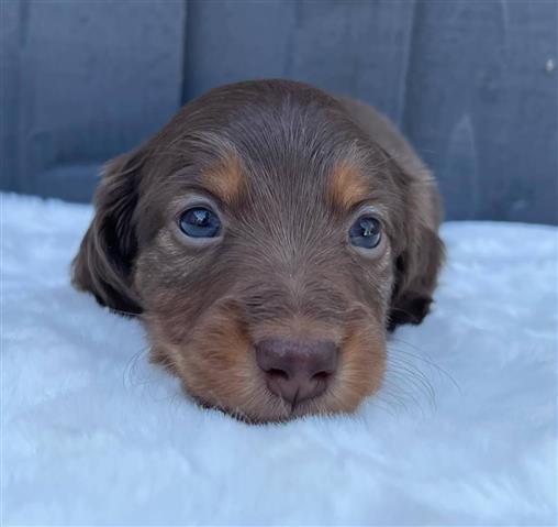 $500 : Miniature Dachshund puppies image 1