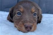 Miniature Dachshund puppies en Las Vegas