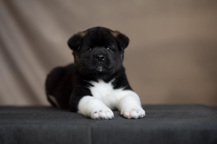$700 : Akita puppies for adoption image 1