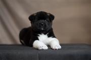 Akita puppies for adoption en Mexico DF