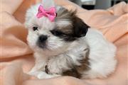 Cachorrita Shih Tzu 🐶✨ en El Paso