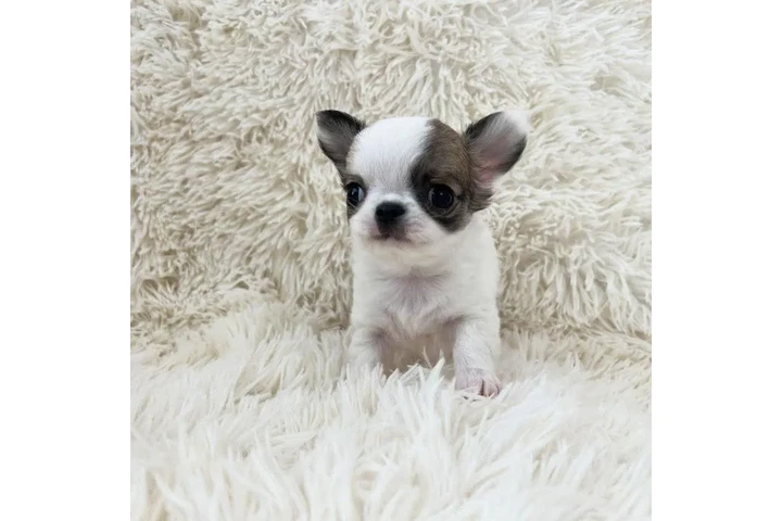 $350 : cachorros chihuahua listos image 3