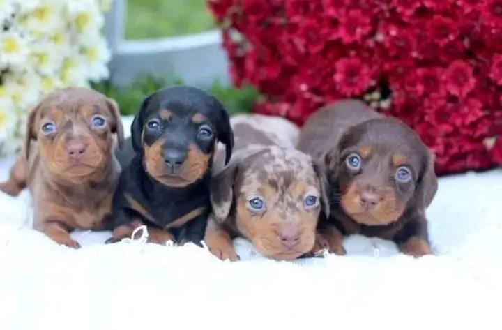 $600 : Mini dachshunds puppies availa image 1