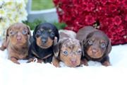 Mini dachshunds puppies availa en Chicago
